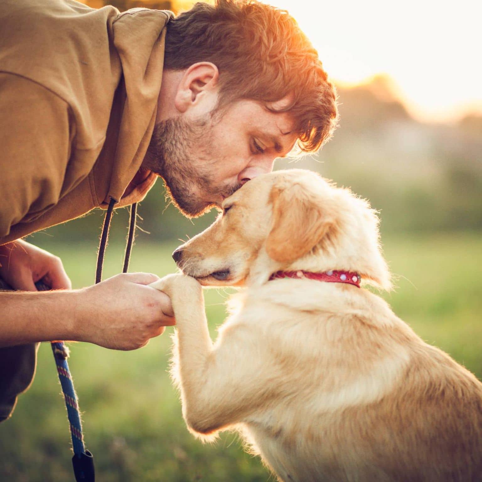 Endlich weniger Stress: Mann küsst Hund liebevoll auf die Stirn und hält dabei seine Pfote.