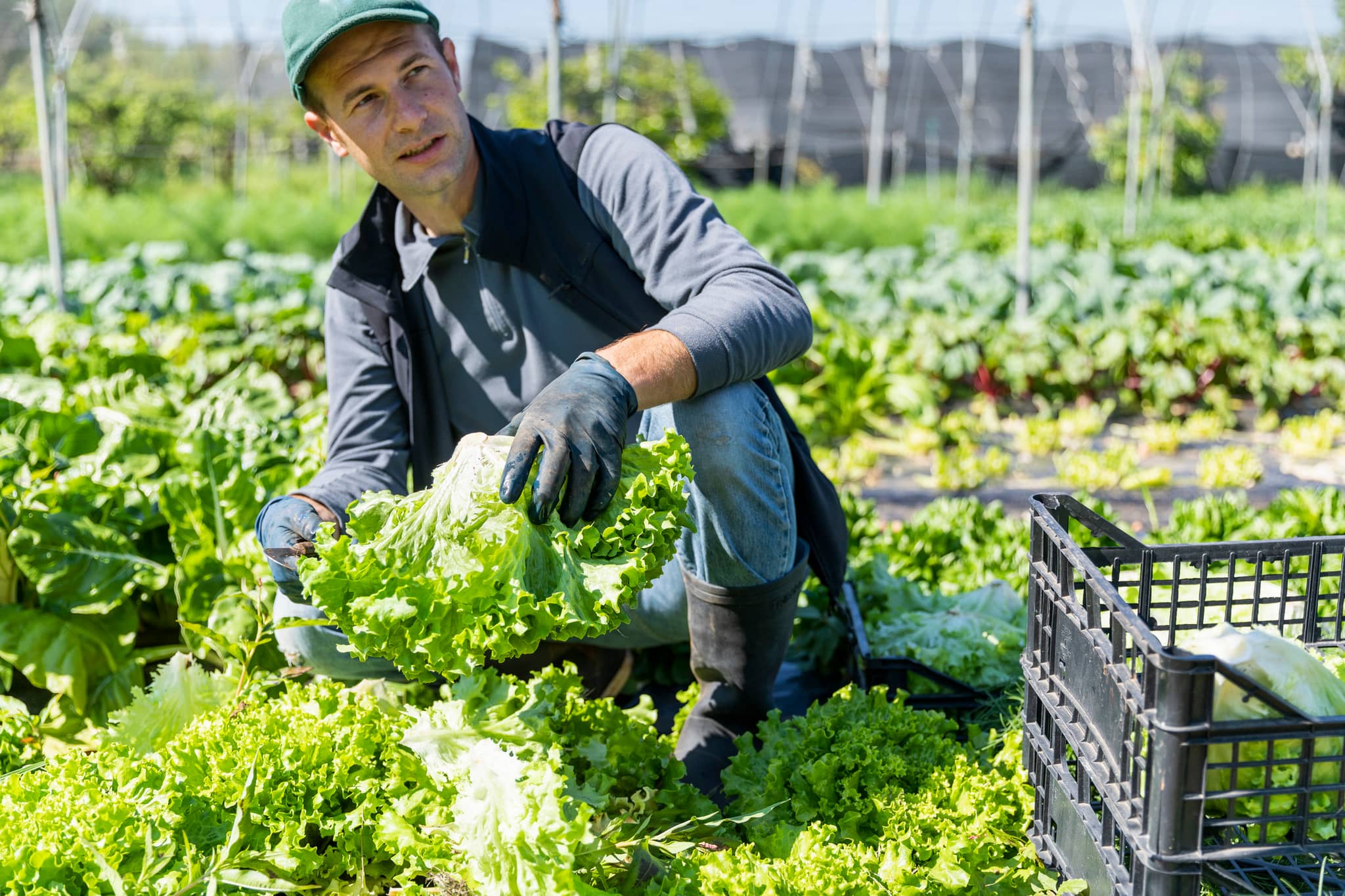 Bauer sitzt im Salatfeld und erntet