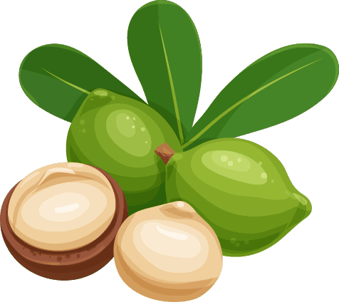 Nüsse: Zeichnung von Macadamia-Nüssen.