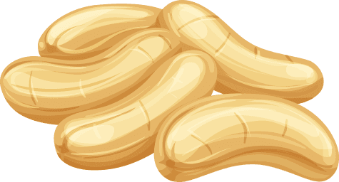 Nüsse: Zeichnung von Cashewnüssen.