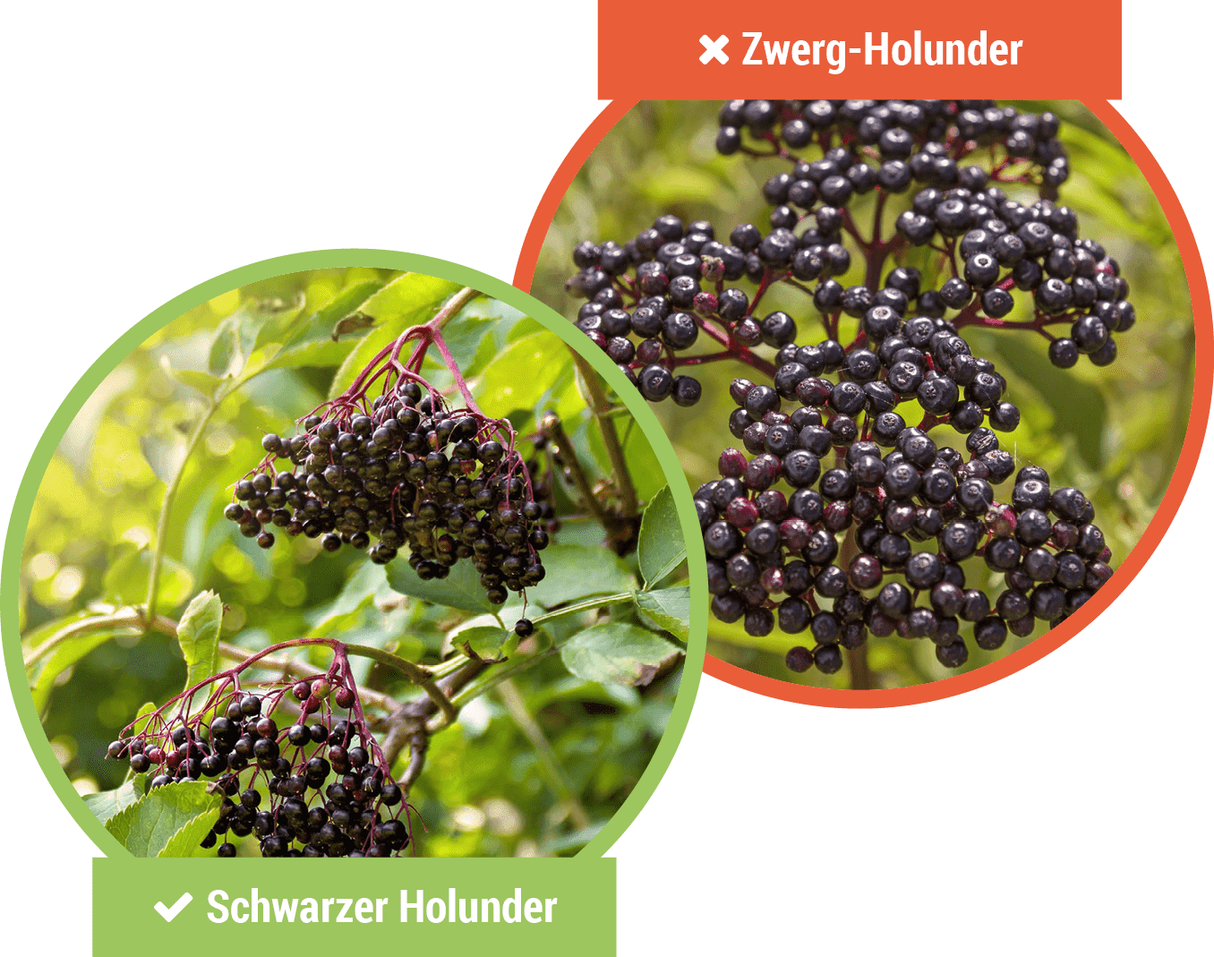 Holunderarten