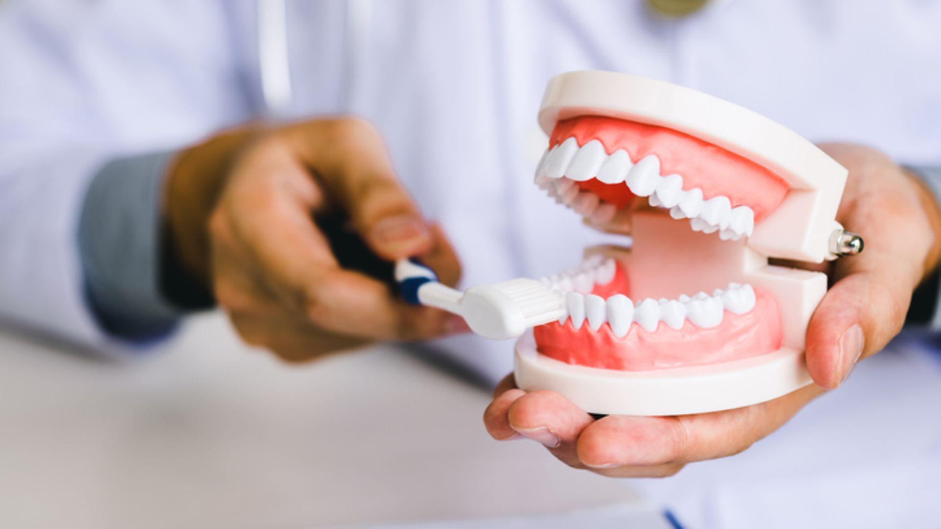 Was sind Entzündungen und was haben sie mit Parodontitis zu tun?: Im Modellgebiss werden Zähne geputzt