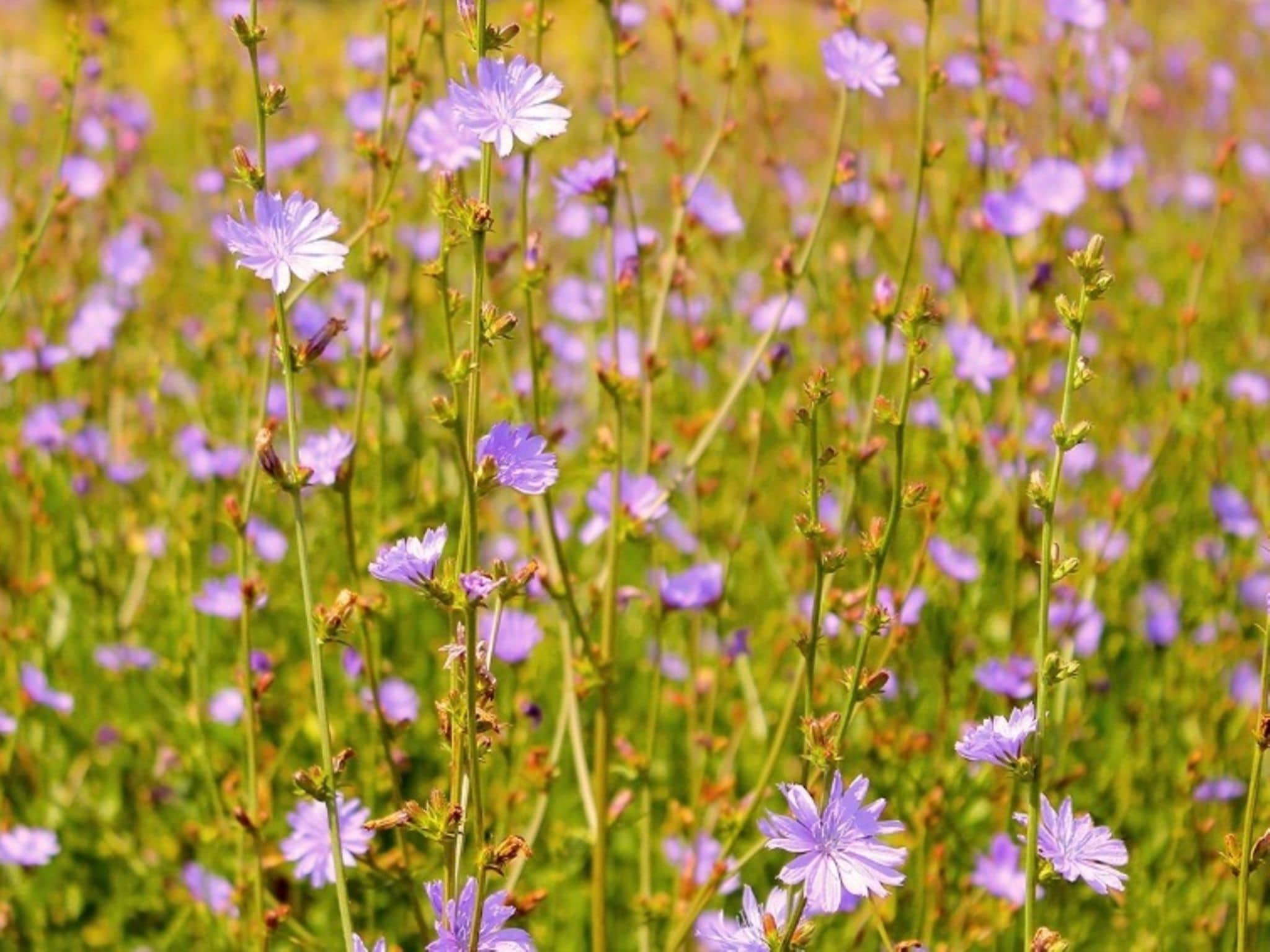 Heilpflanze Zichorie: Ein Feld voller Zichorienblüten