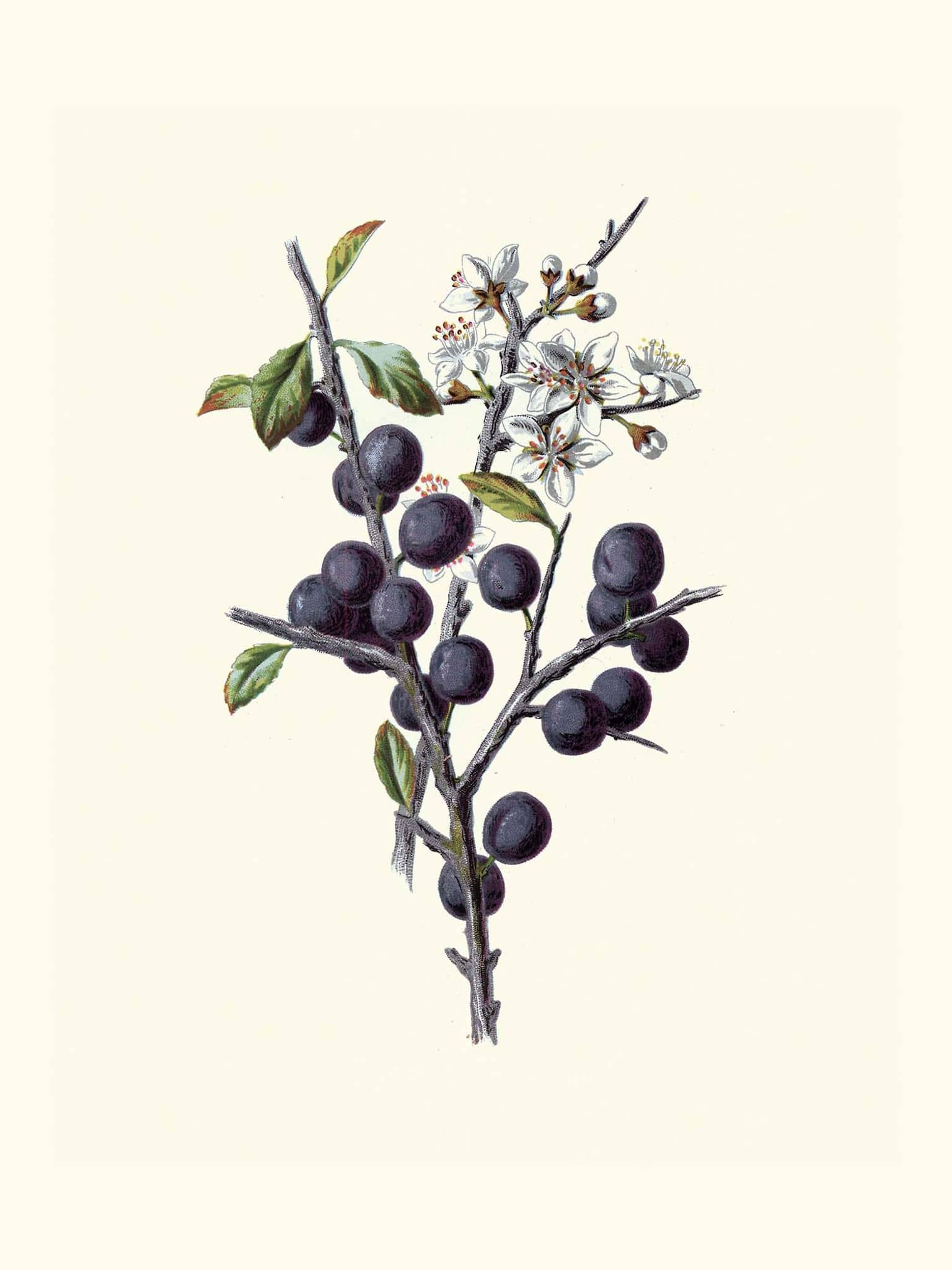 Abb_Schlehe_Illustration-Duncan P Walker