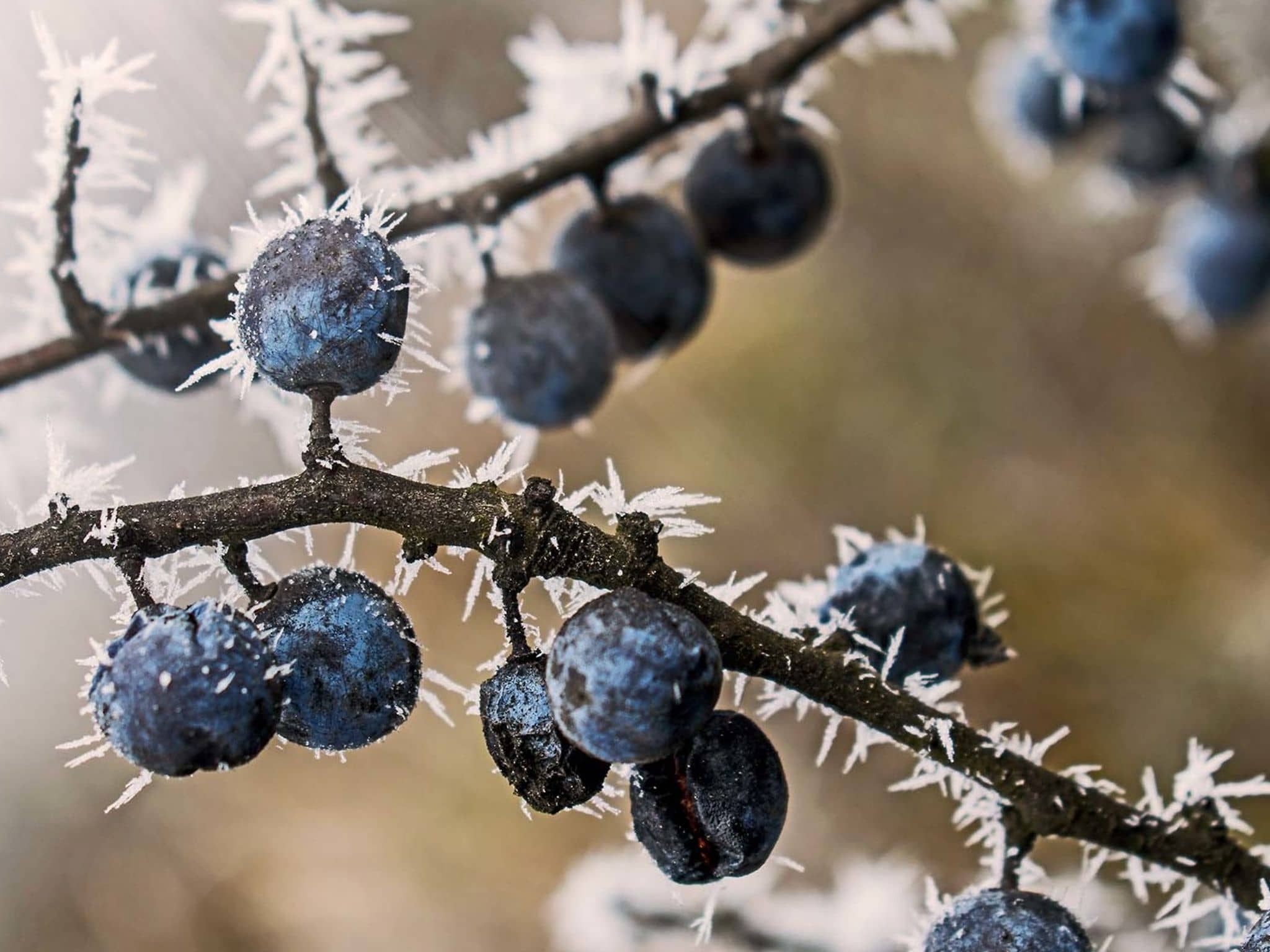 Abb_Schlehe_Winterfrost_Bogdan Vacarciuc-Shutterstock