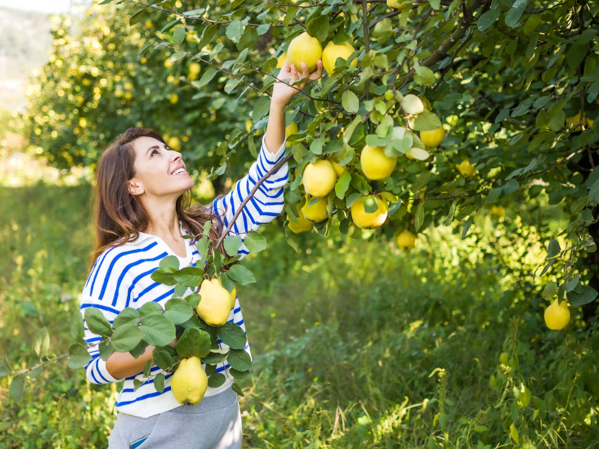 Bild: Junge Frau pflückt Quitten vom Baum.