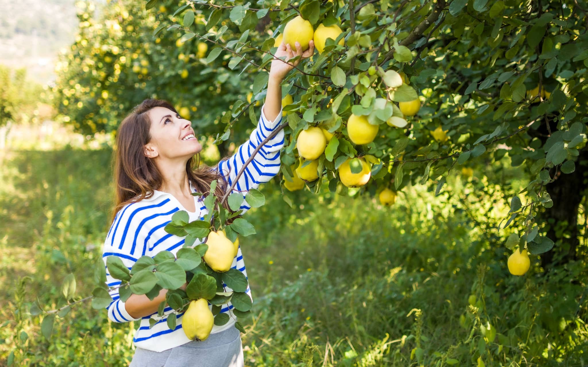 Bild: Junge Frau pflückt Quitten vom Baum.
