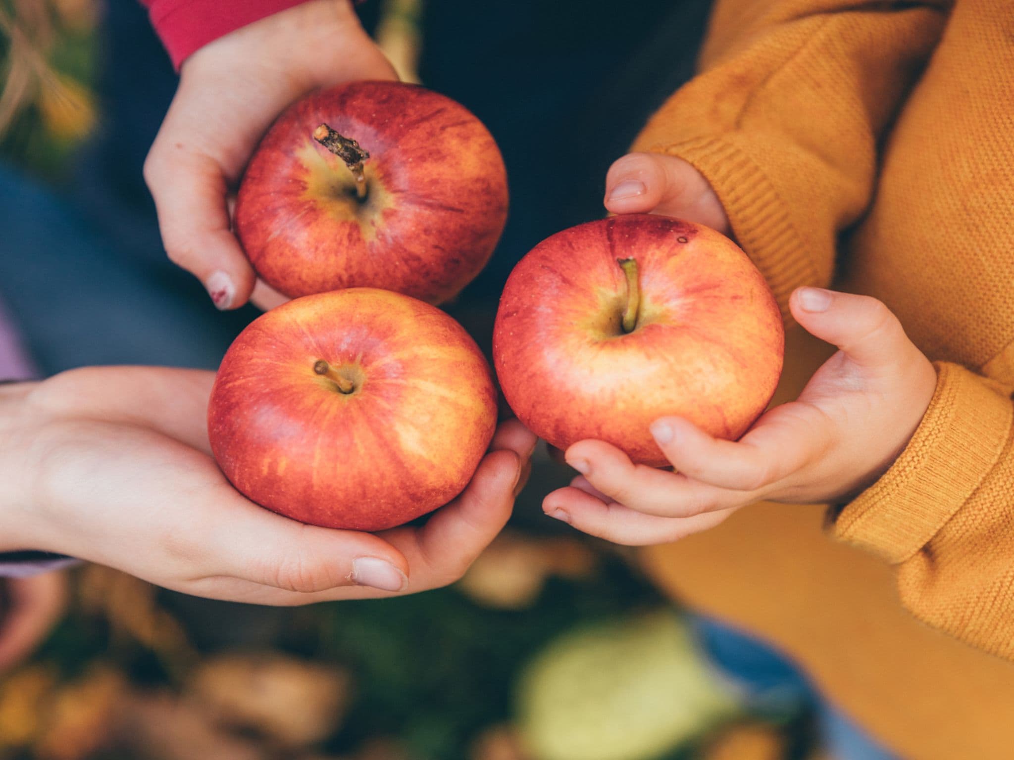 Kinderhände halten rote Äpfel