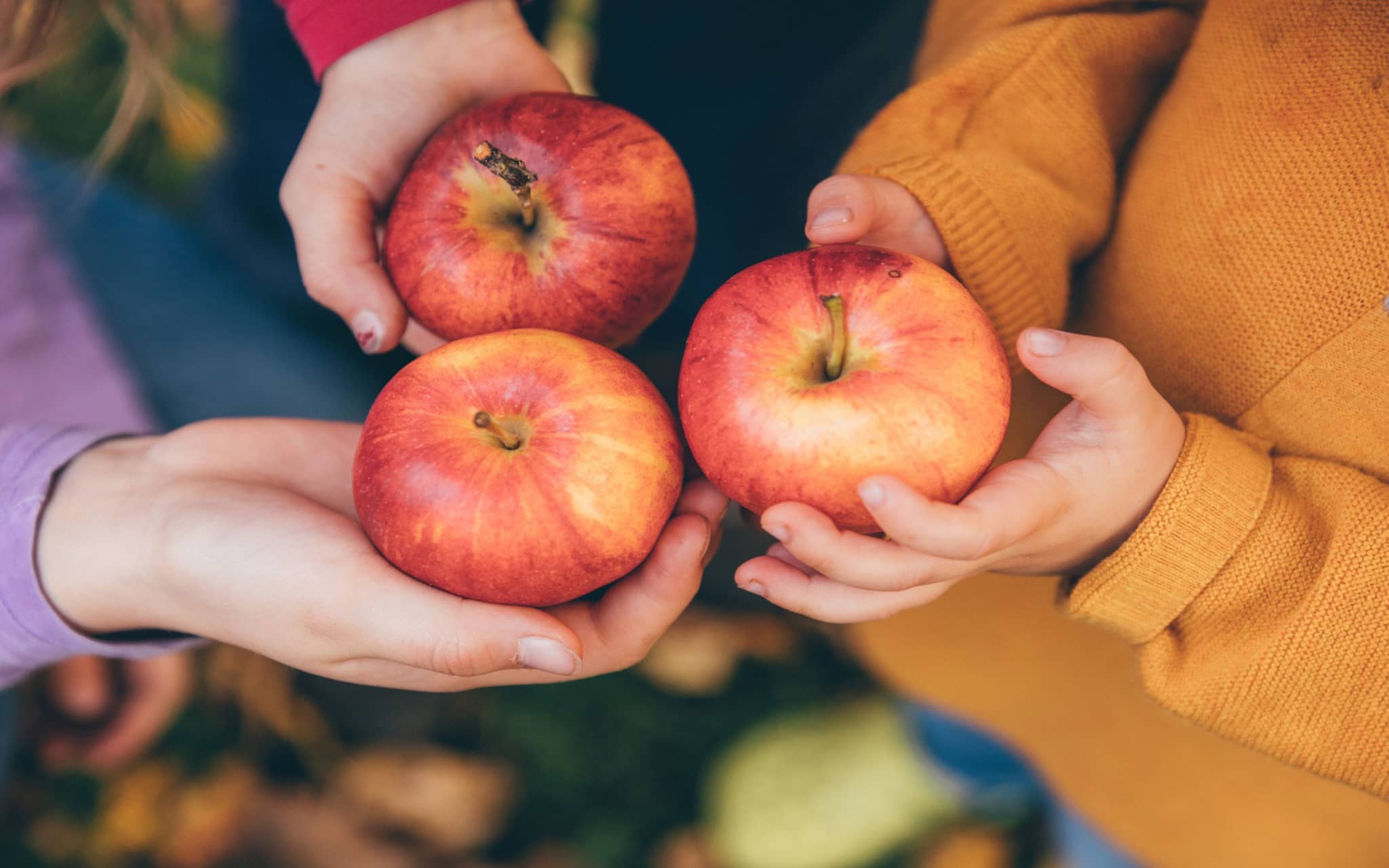 Kinderhände halten rote Äpfel