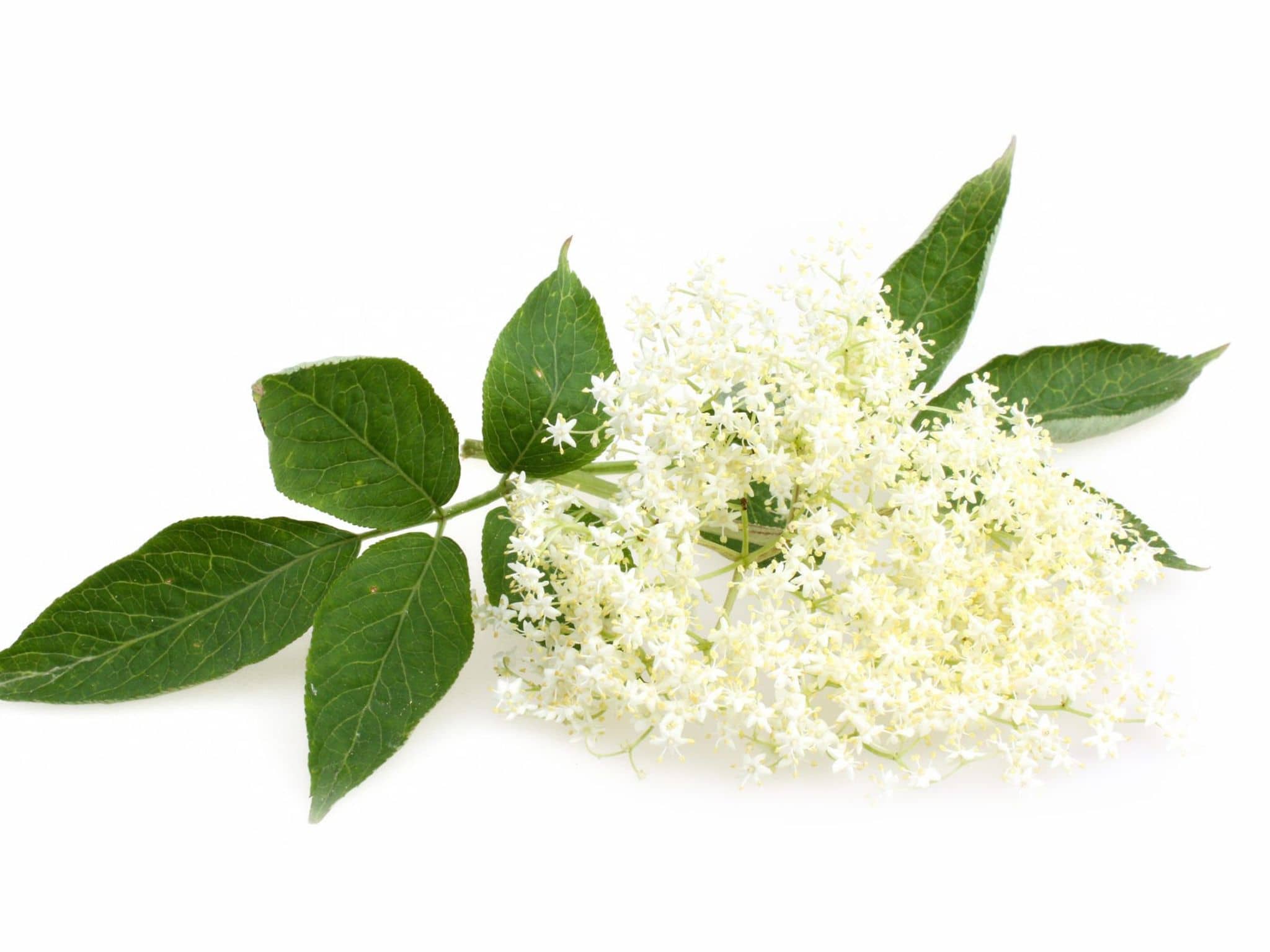 Bluete_-_Ekaterina KondratovaShutterstock.shutterstock_289611068-1