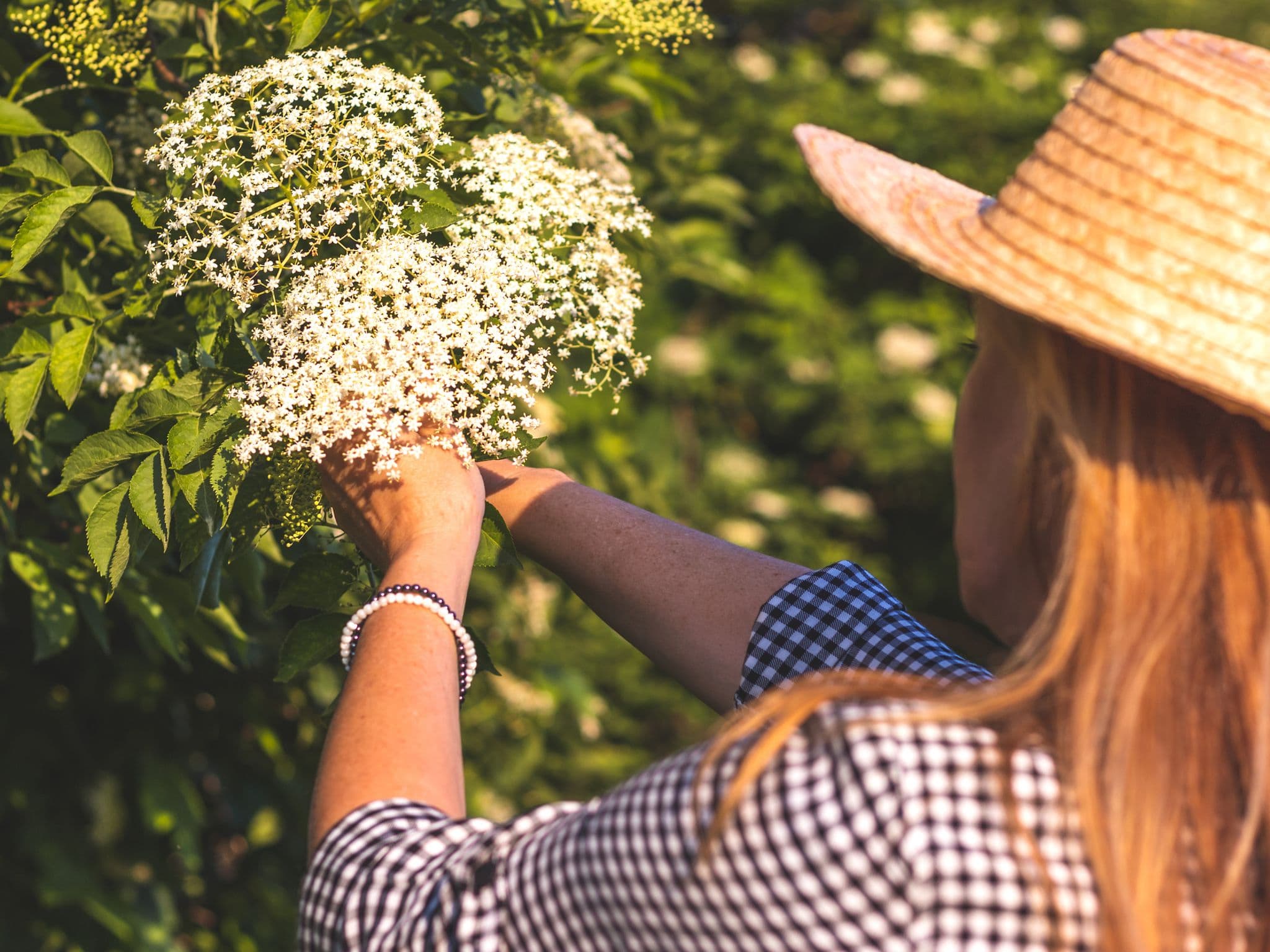 Eine Frau erntet Holunderblüten, um daraus Holunderblütensirup herzustellen