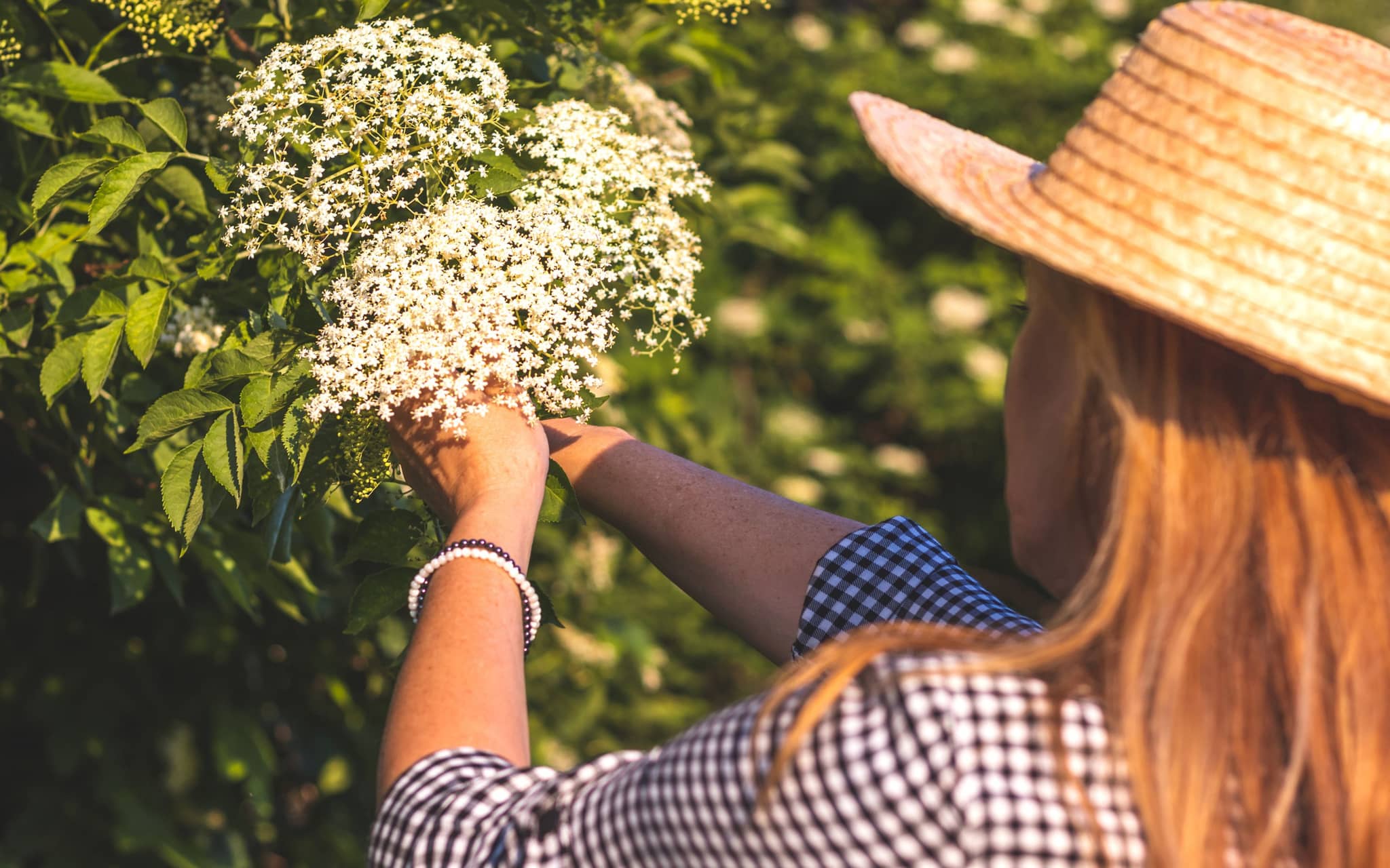 Eine Frau erntet Holunderblüten, um daraus Holunderblütensirup herzustellen