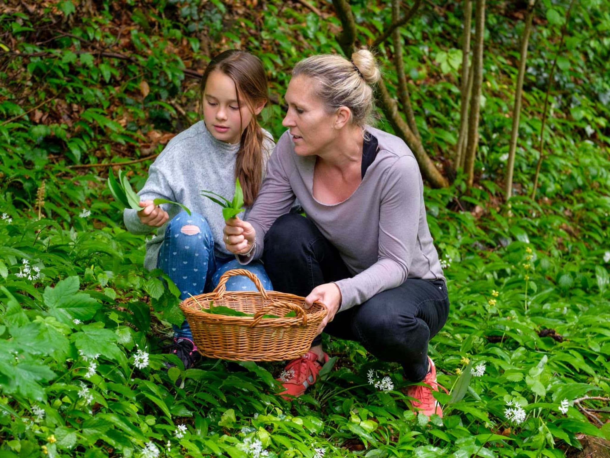 Gesunder Bärlauch: Mutter und Tochter pflücken im Wald Bärlauch.