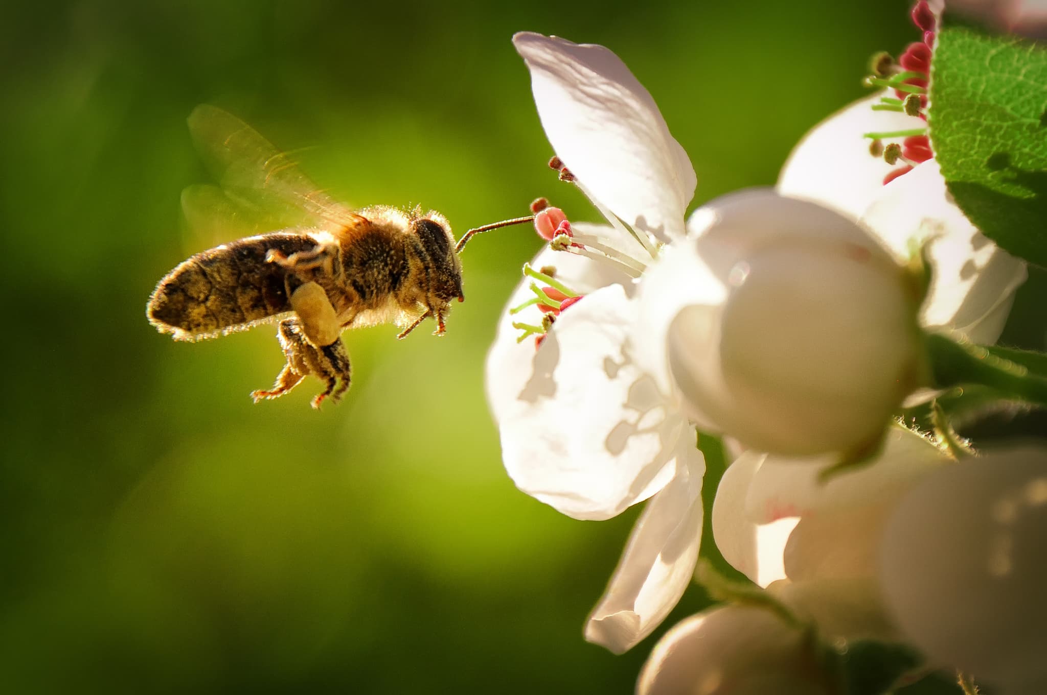Insekten schützen: Eine Biene fliegt eine weiße Blume an