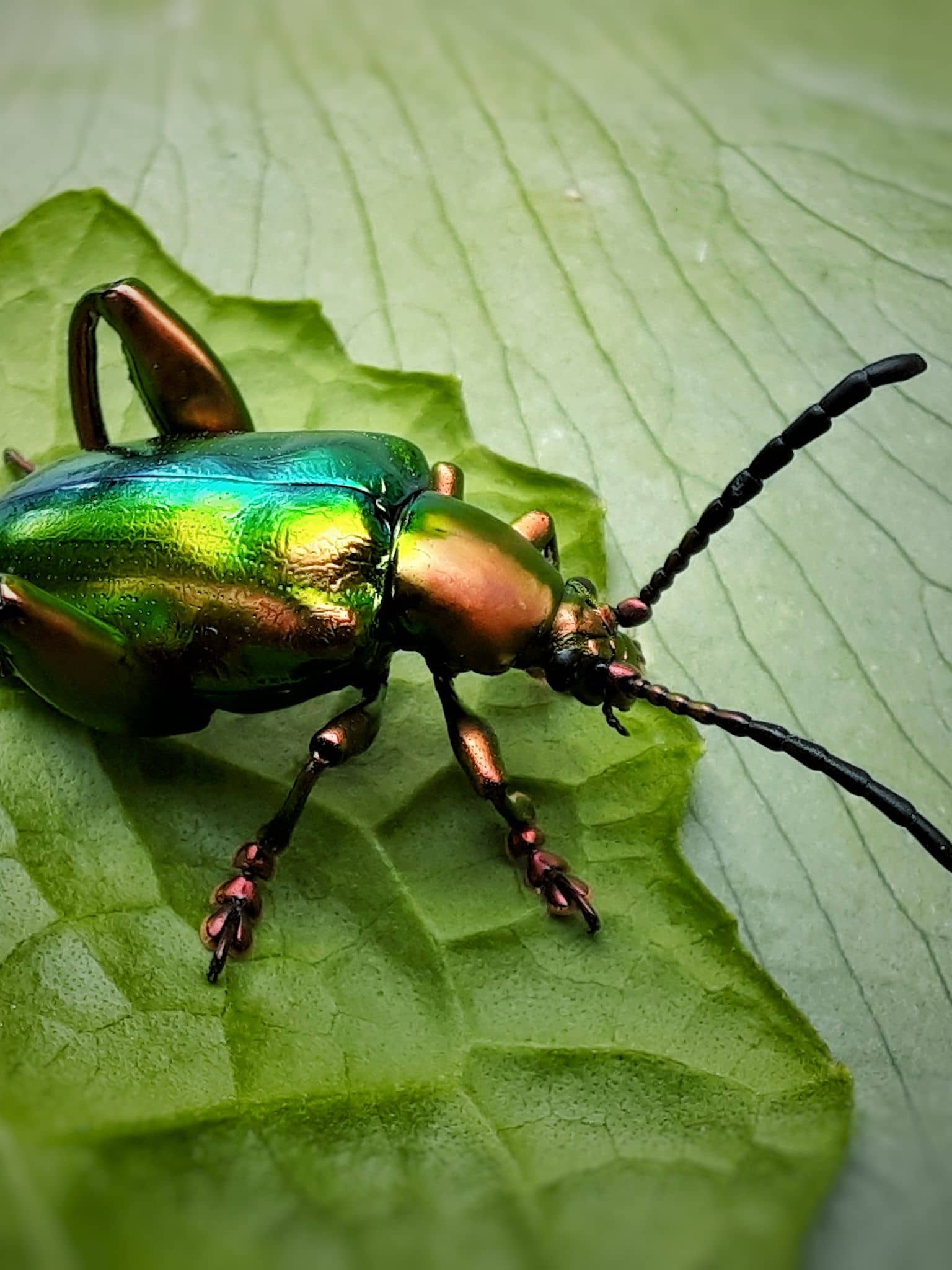 Insekten schützen: Ein Käfer sitzt auf einem Blatt