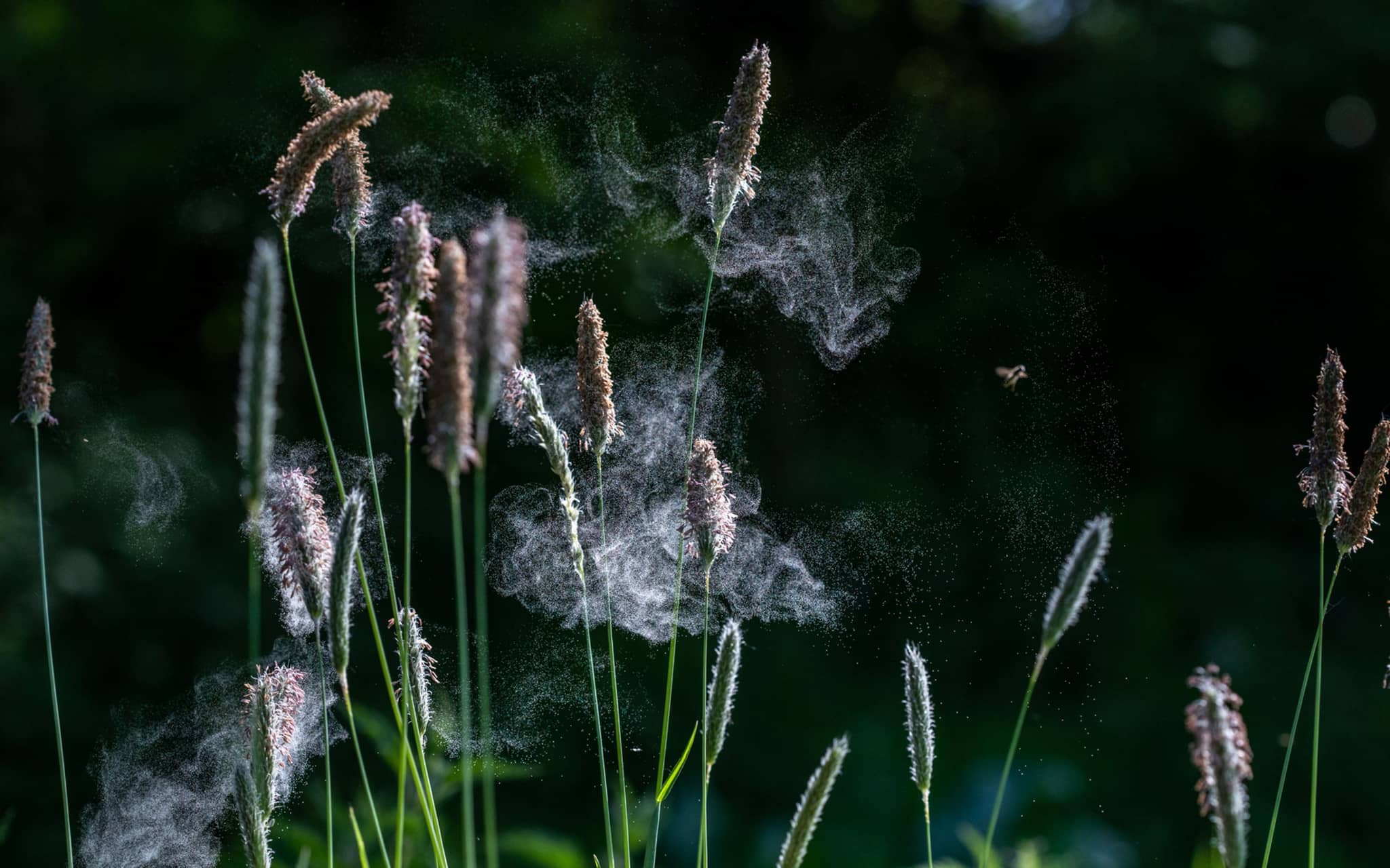 Heuschnupfen: Pollen, die aus Gräsern aufsteigen
