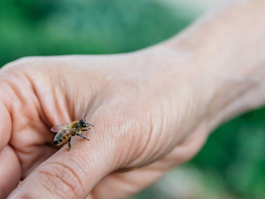 Insektengiftallergie: Biene krabbelt auf einer Hand.