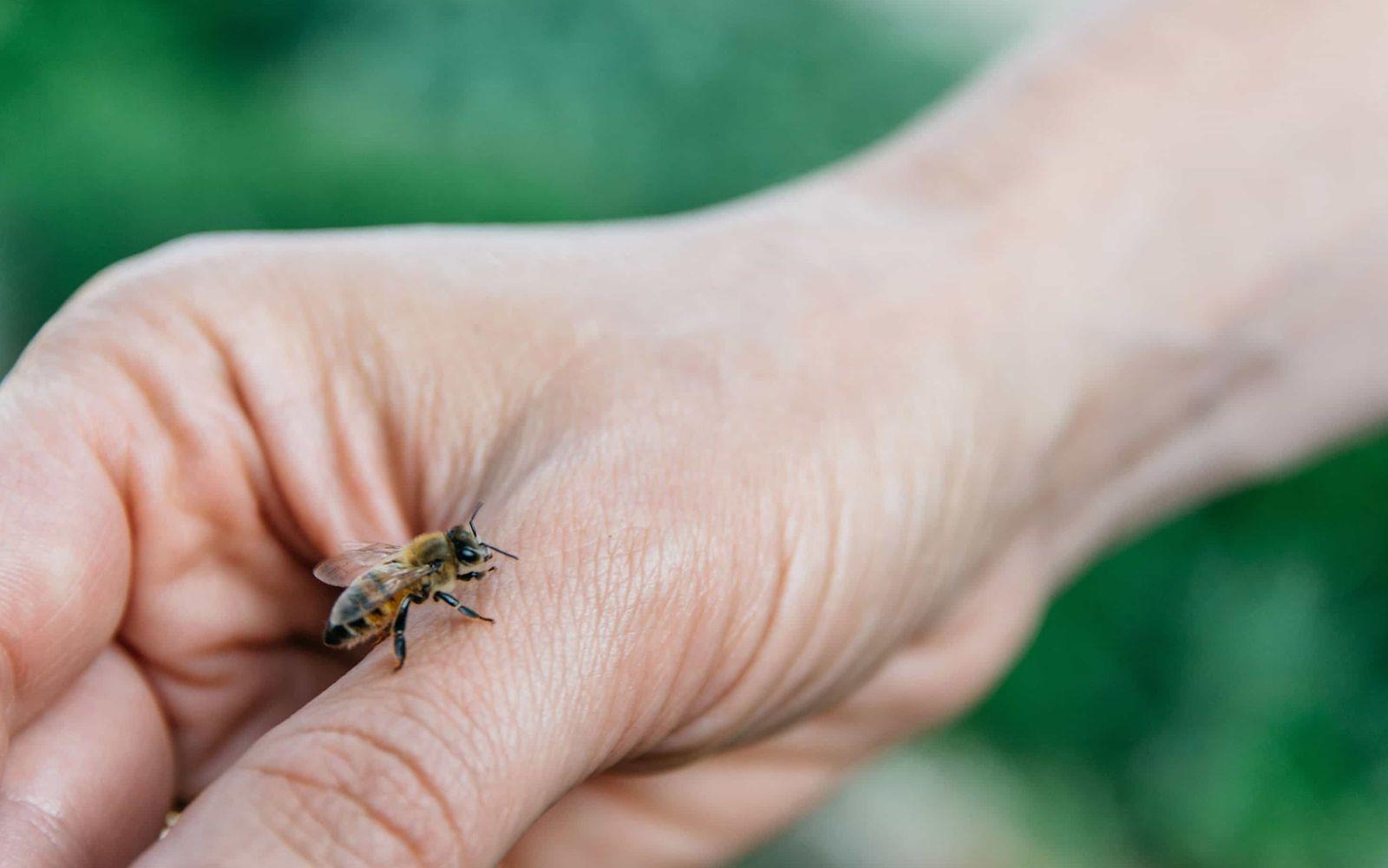 Insektengiftallergie: Biene krabbelt auf einer Hand.
