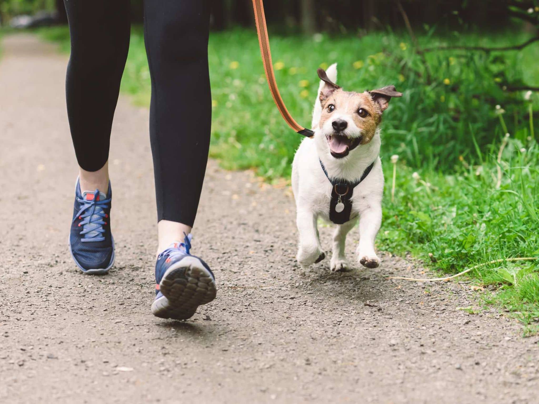Wie viele Schritte soll man gehen? - Spaziergang mit Hund bringt Schritte