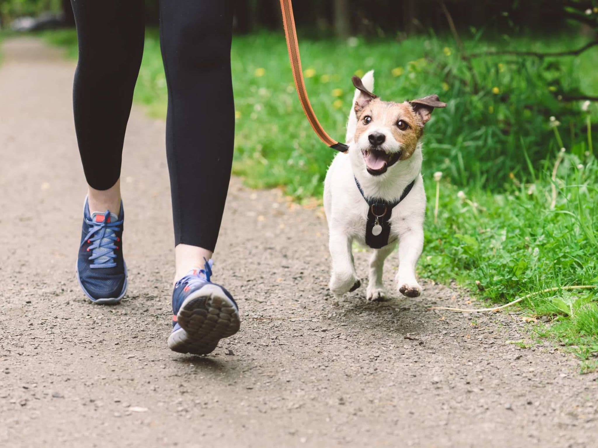 Wie viele Schritte soll man gehen? - Spaziergang mit Hund bringt Schritte