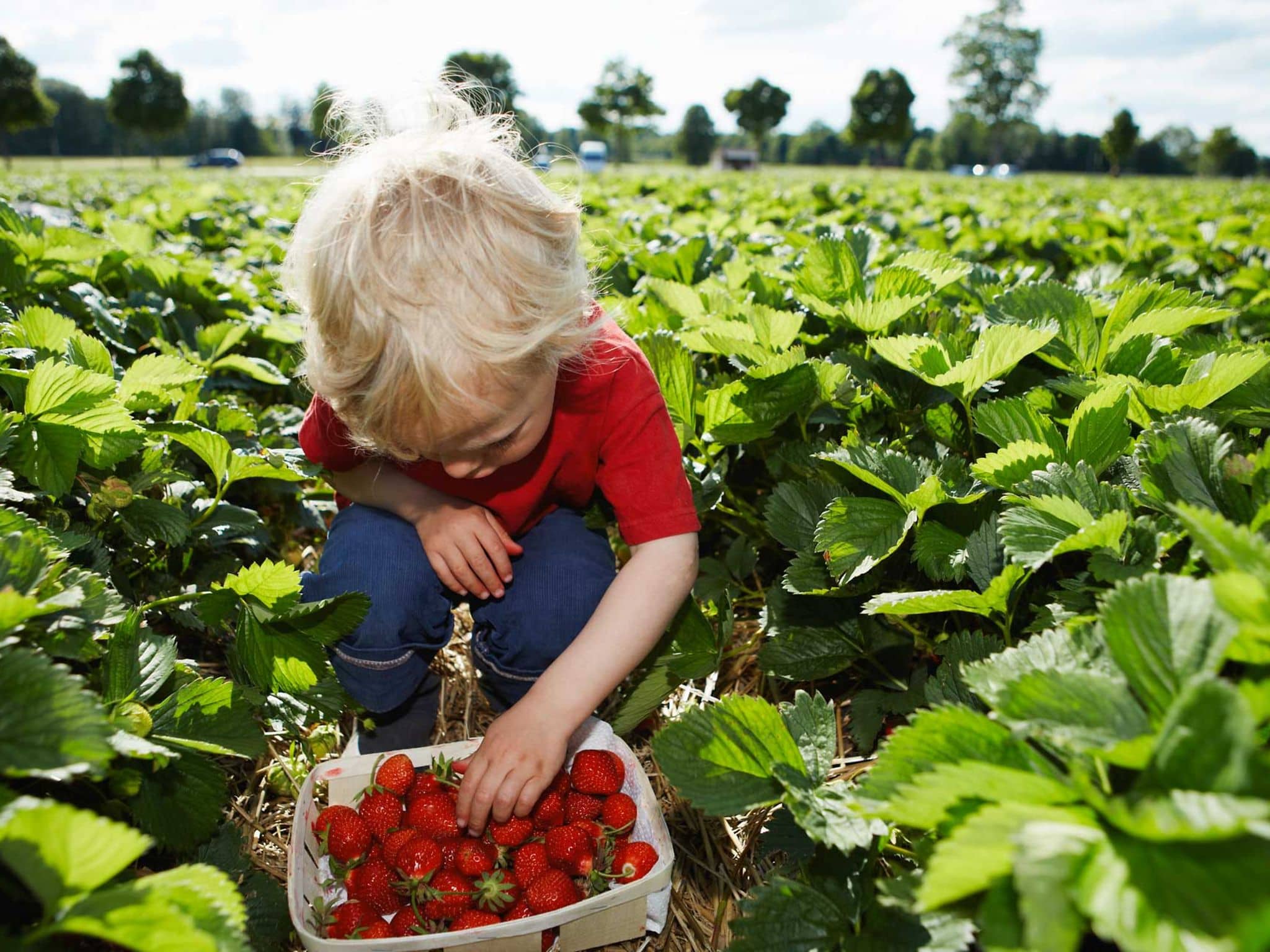 Kleinkind sitzt in einem Erdbeerfeld und pflückt reife Früchte