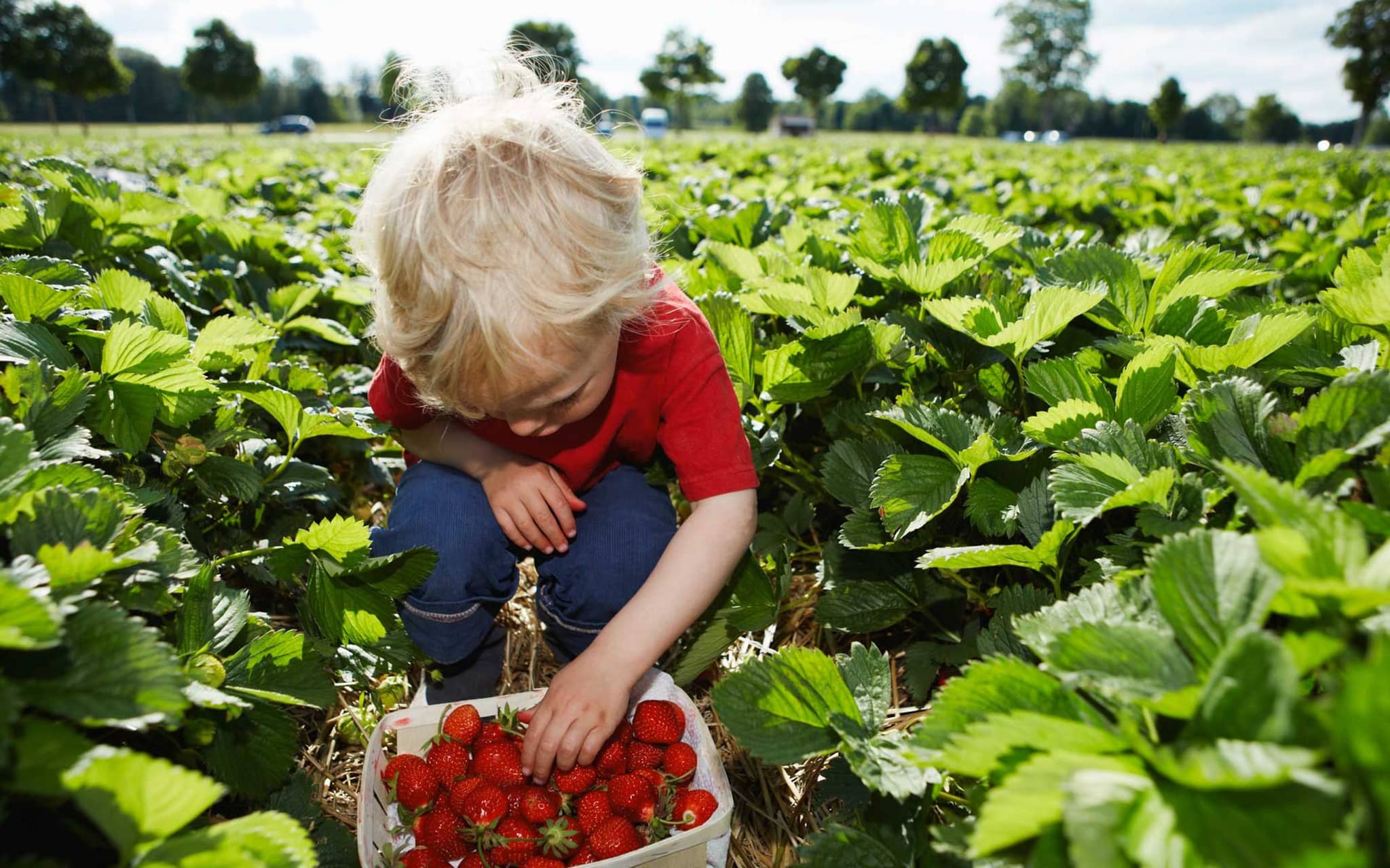 Kleinkind sitzt in einem Erdbeerfeld und pflückt reife Früchte