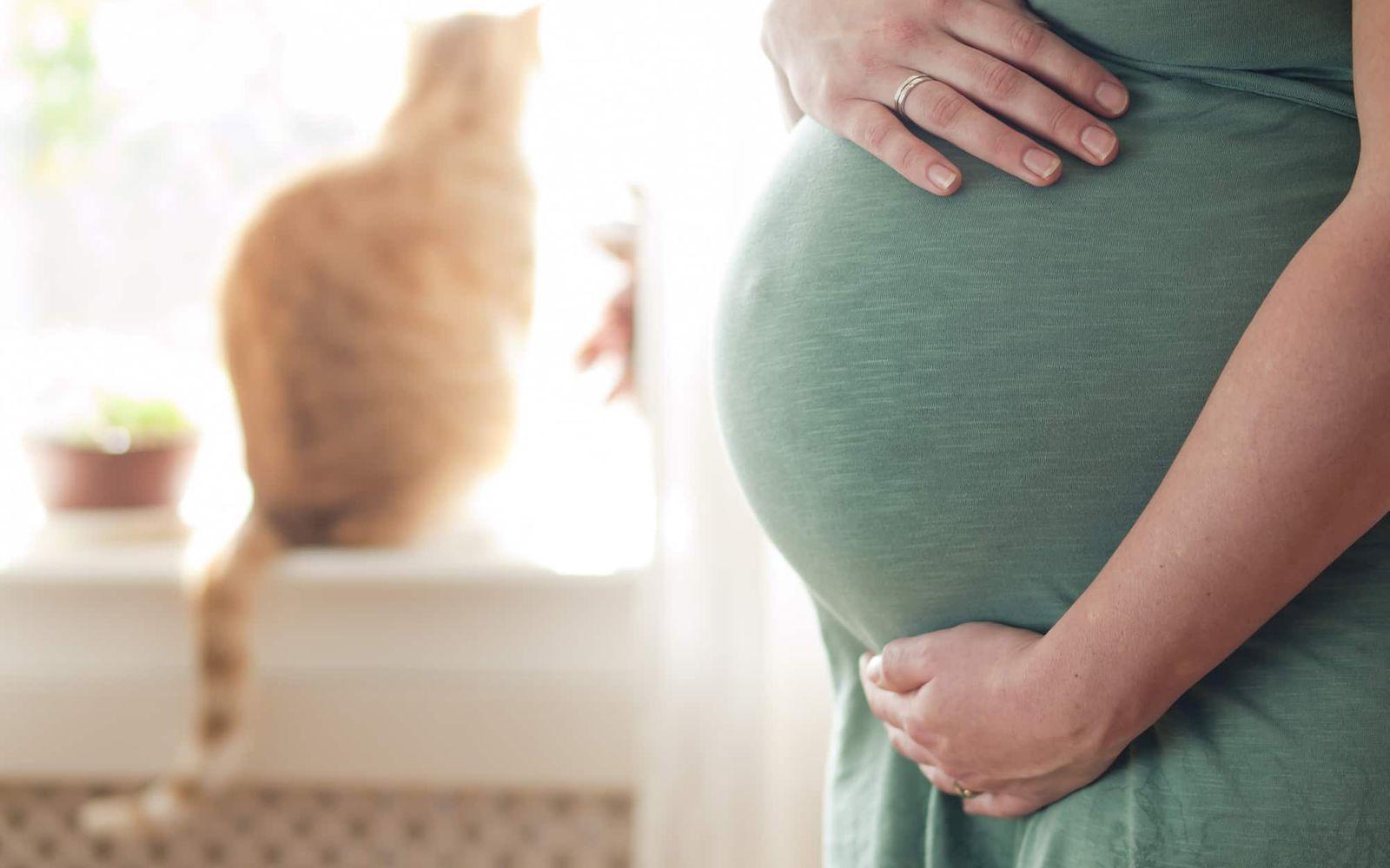 Toxoplasmose-Test: Schwangere hält ihren Bauch. Im Hintergrund sitzt eine Katze auf der Fensterbank.