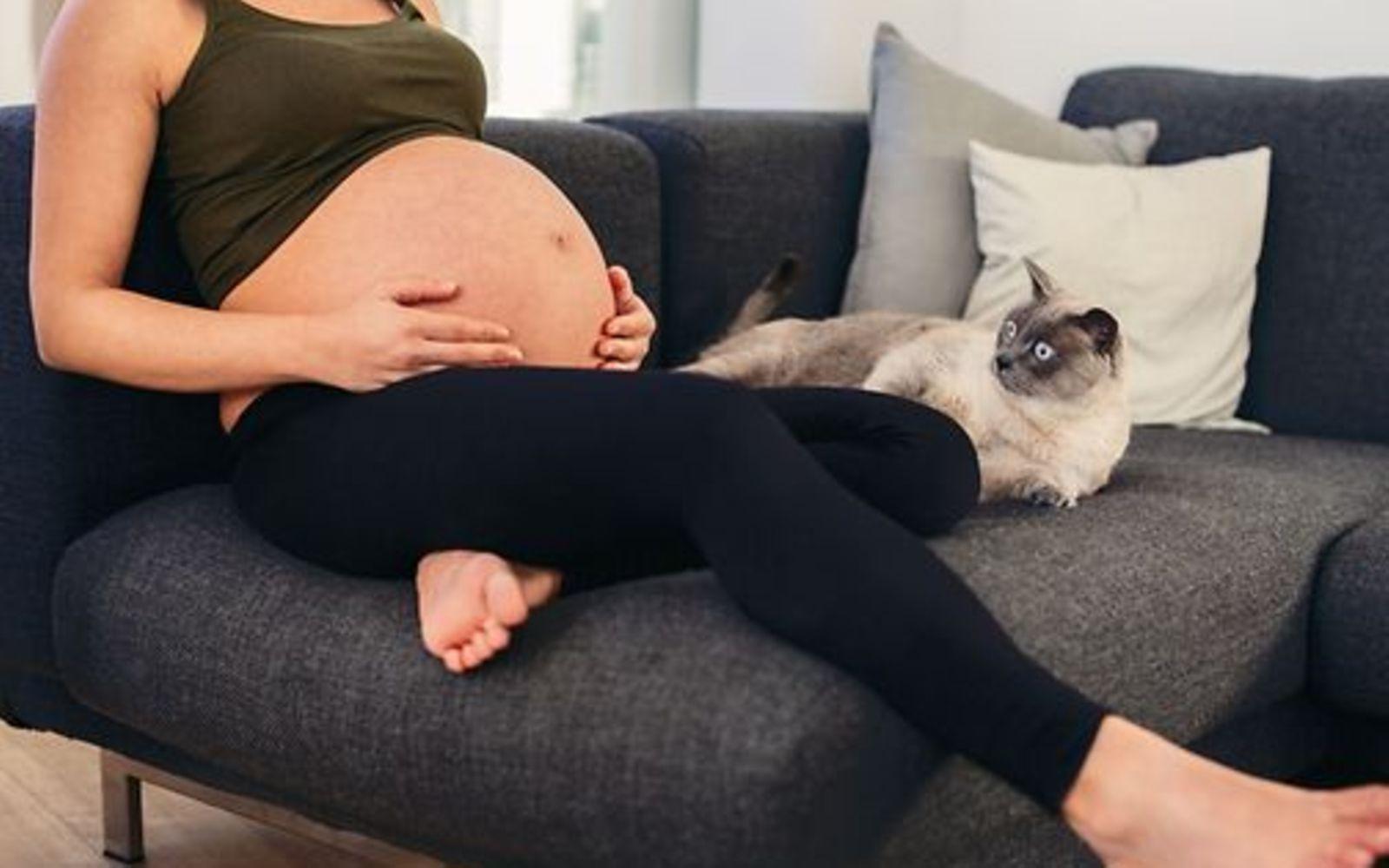 Anonyme schwangere Frau sitzt auf der Couch in der Nähe ihrer Katze.