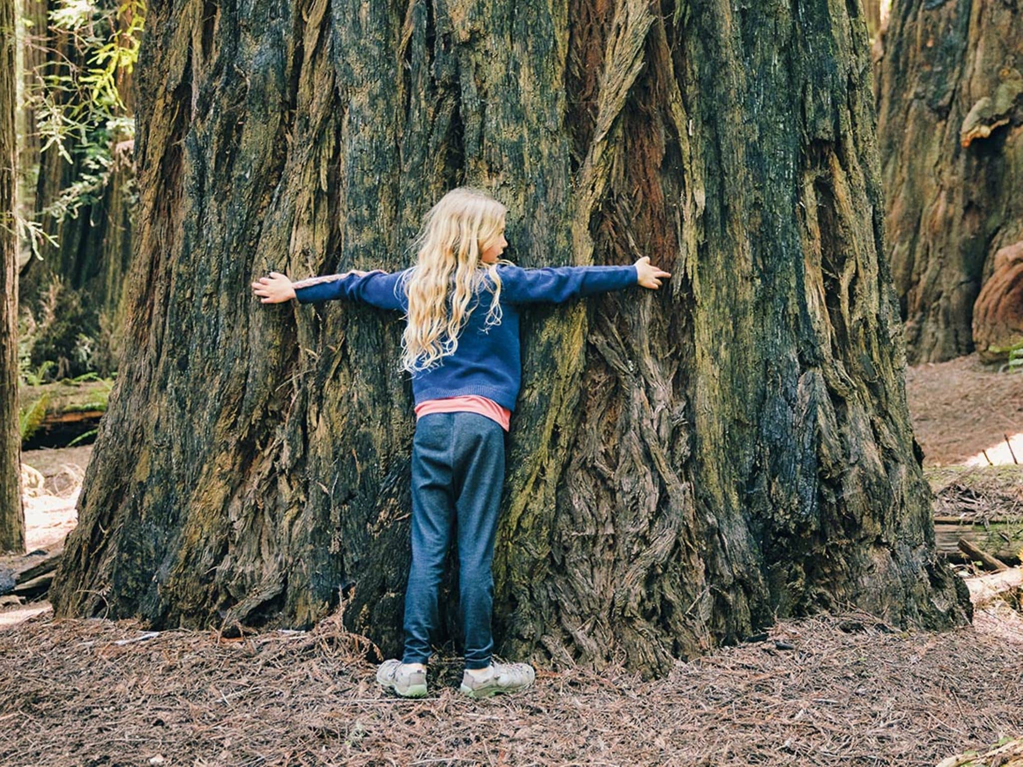 Longevity für Kinder: Ein Kind umarmt im Wald einen extrem dicken Baumstamm.
