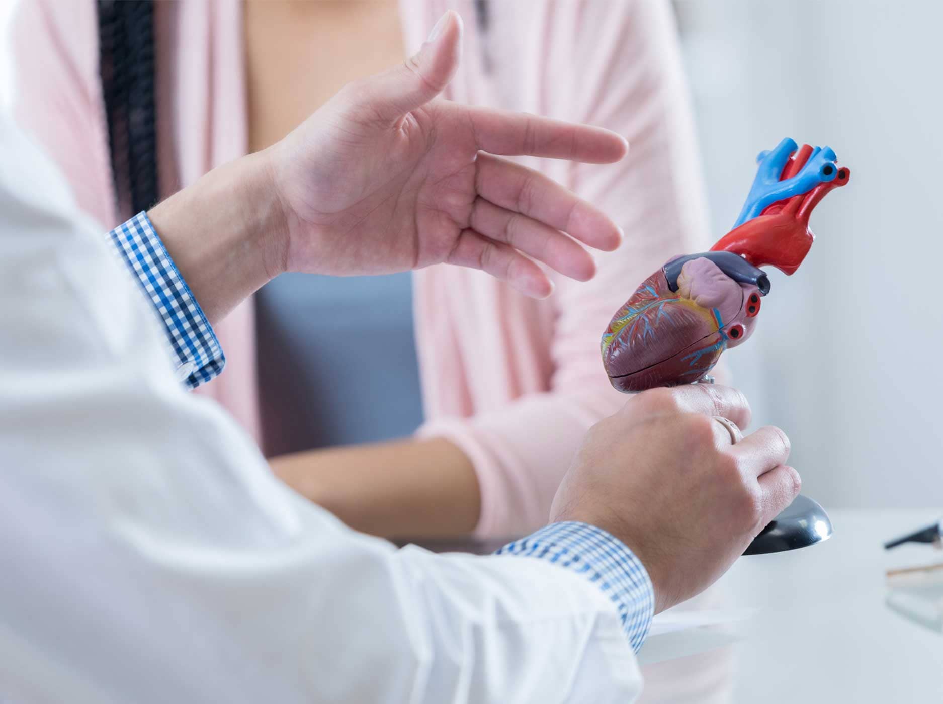 Kardiologe hält das Modell eines Herzens in der Hand, während er mit einer Patientin spricht.