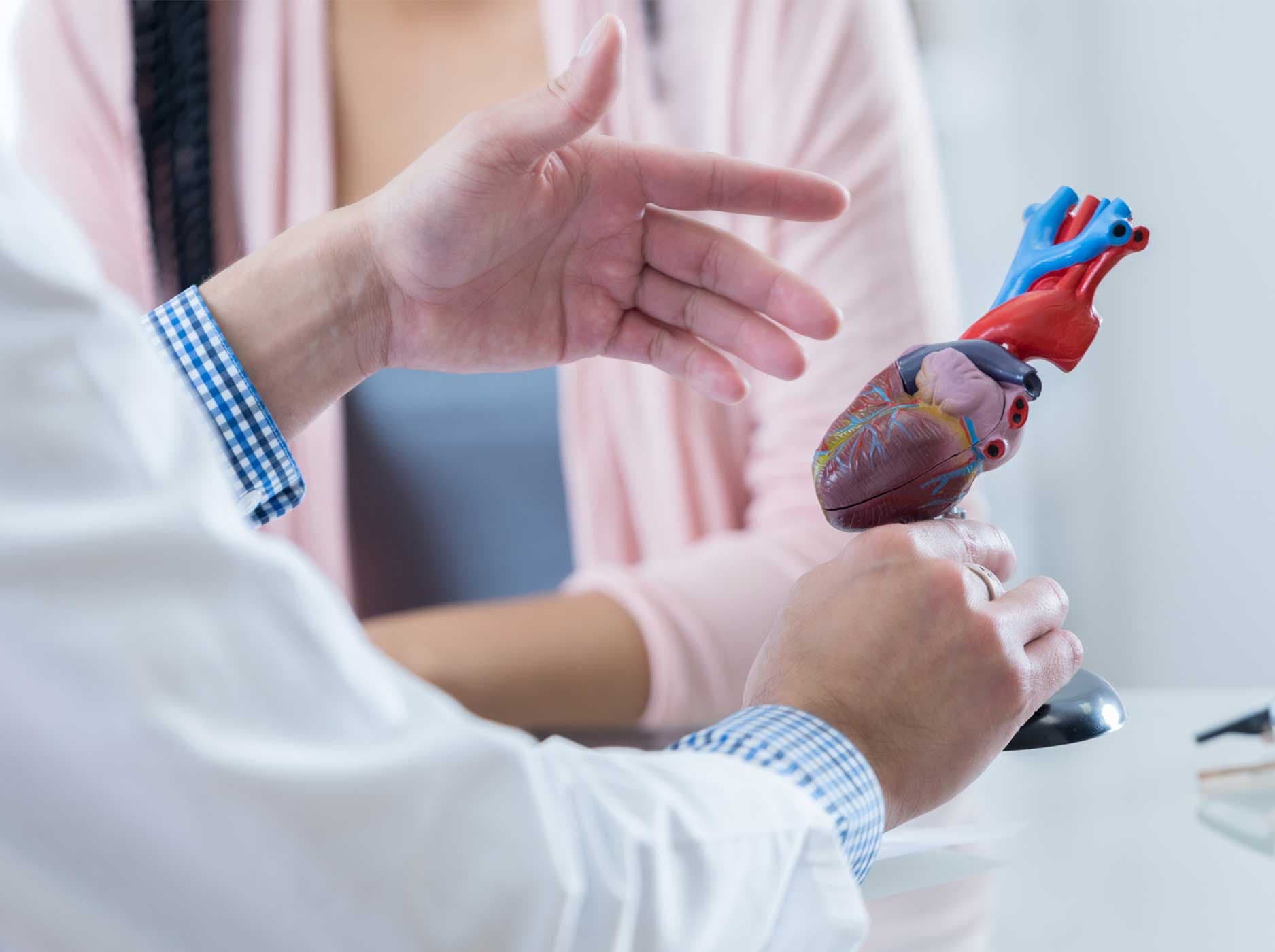 Kardiologe hält das Modell eines Herzens in der Hand, während er mit einer Patientin spricht.