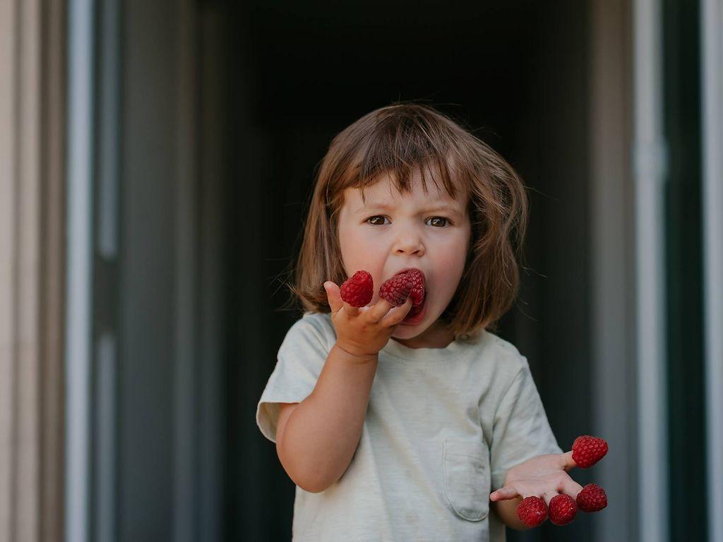 Gesunde Ernährung: Kleines Mädchen isst Himbeeren, die auf ihren Fingern stecken