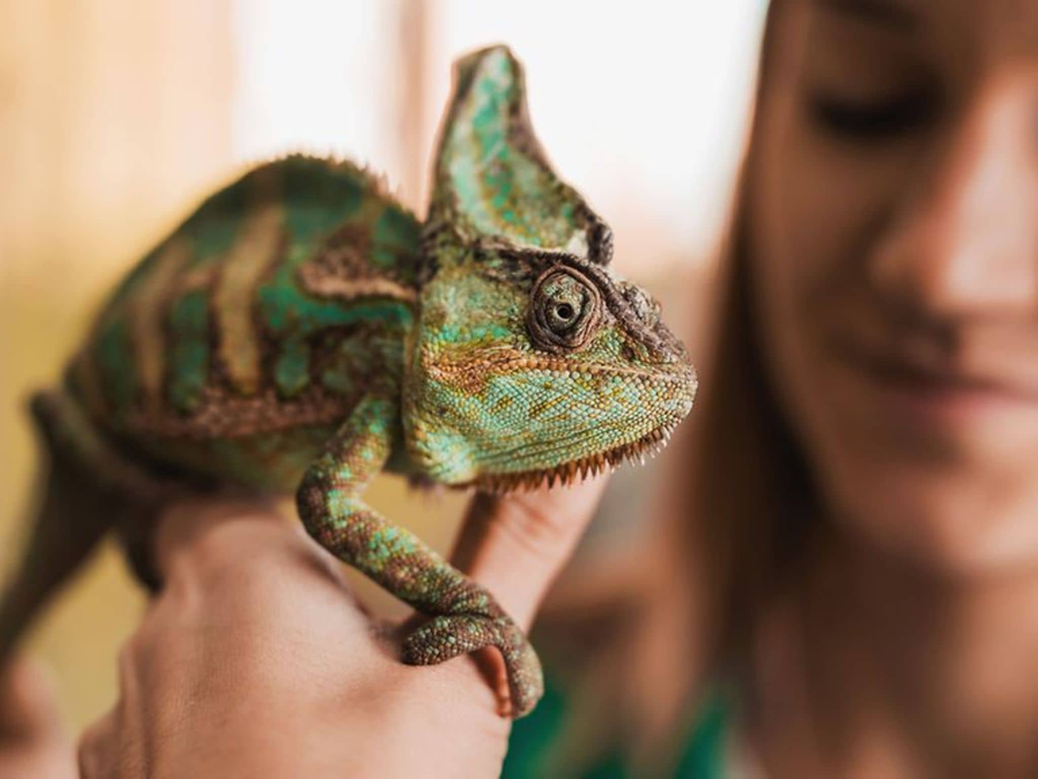 Eine junge Frau hält ein Chamäleon auf der Hand.