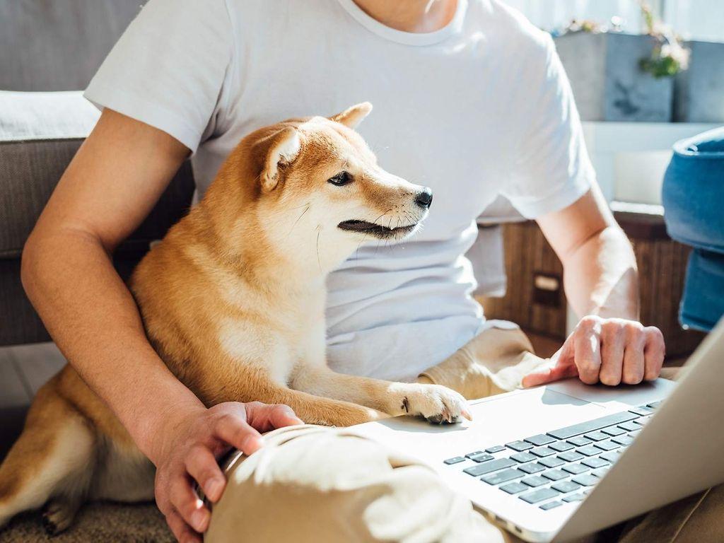 Symbolbild Rechengrößen in der Sozialversicherung: Mann und Hund schauen auf einen PC.