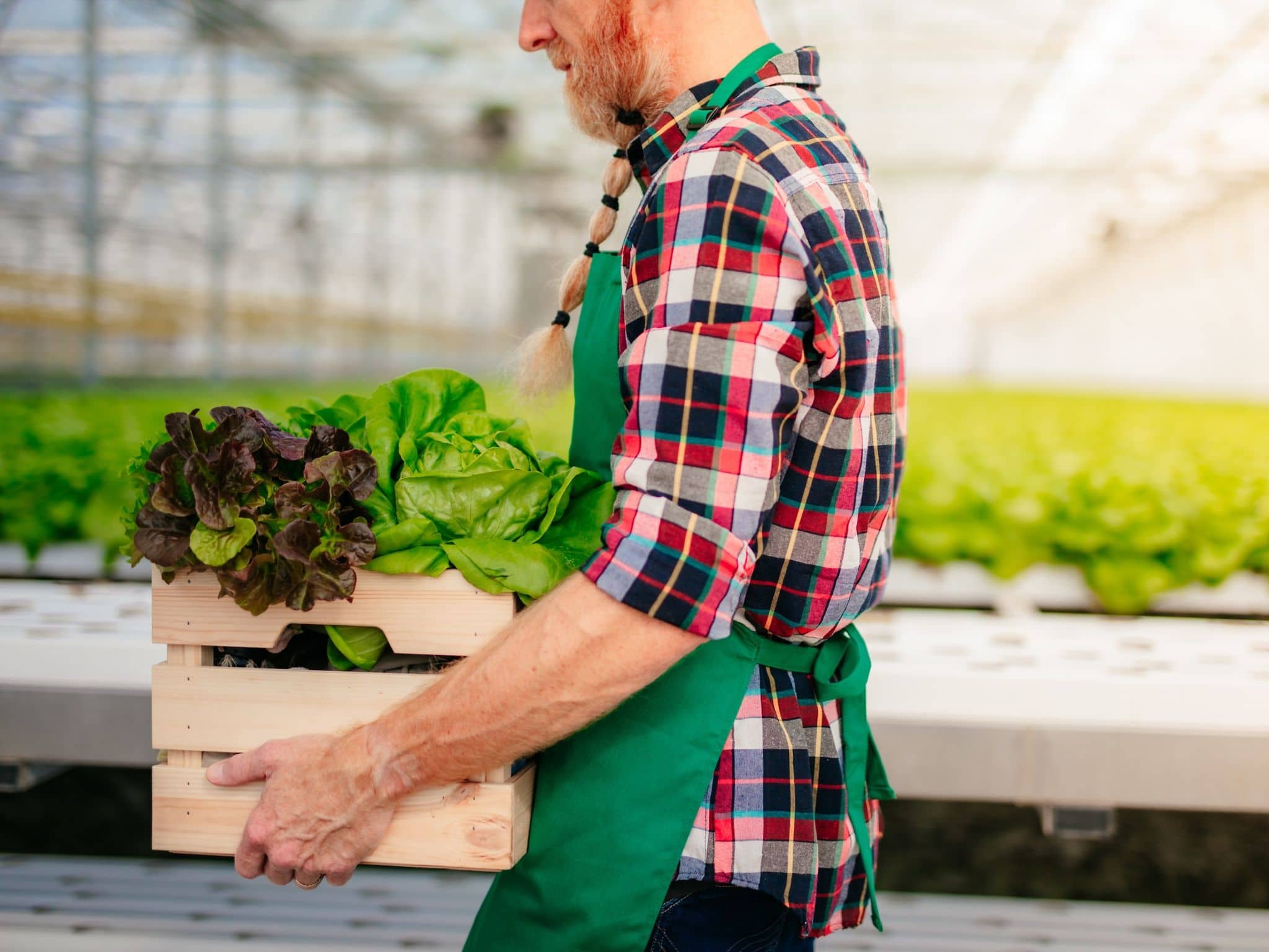 Saisonarbeit: Mann trägt Salatkiste.