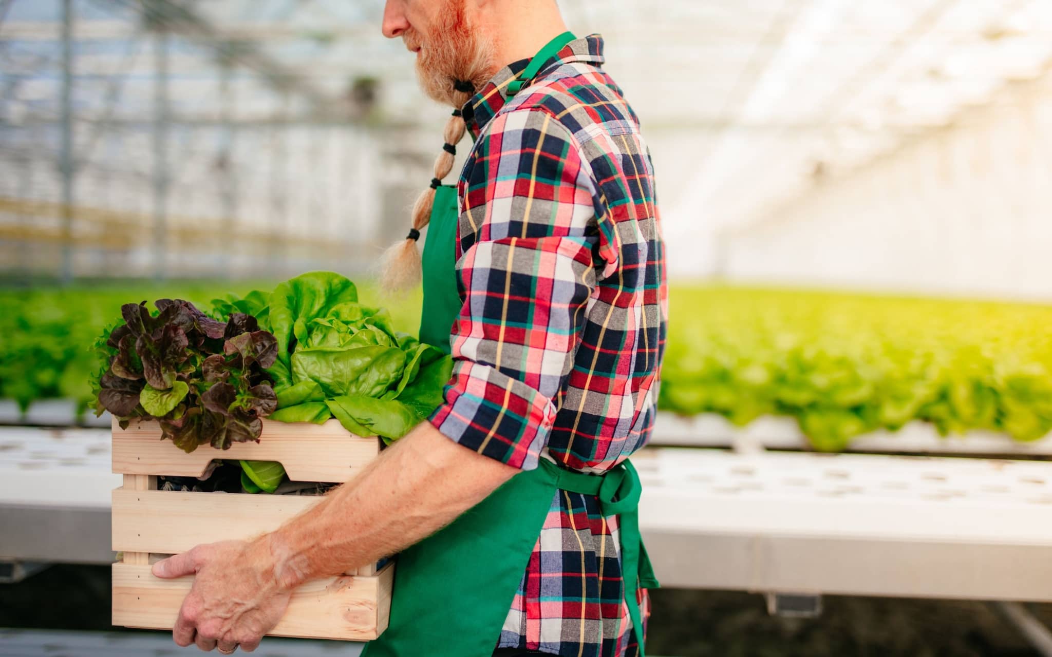 Saisonarbeit: Mann trägt Salatkiste.