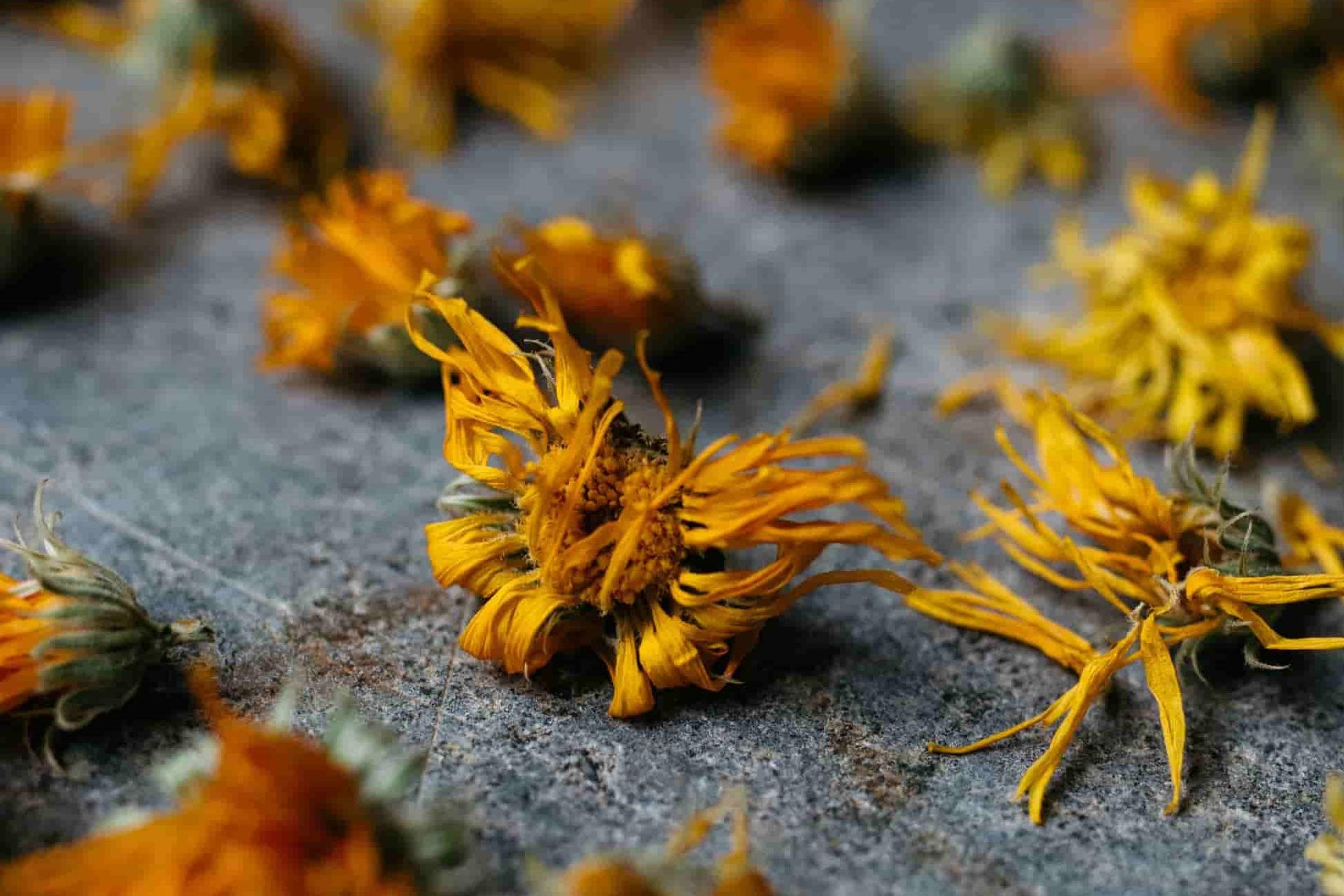 Phytotherapie: Getrocknete gelbe Blumen liegen nebeneinander auf Stein.